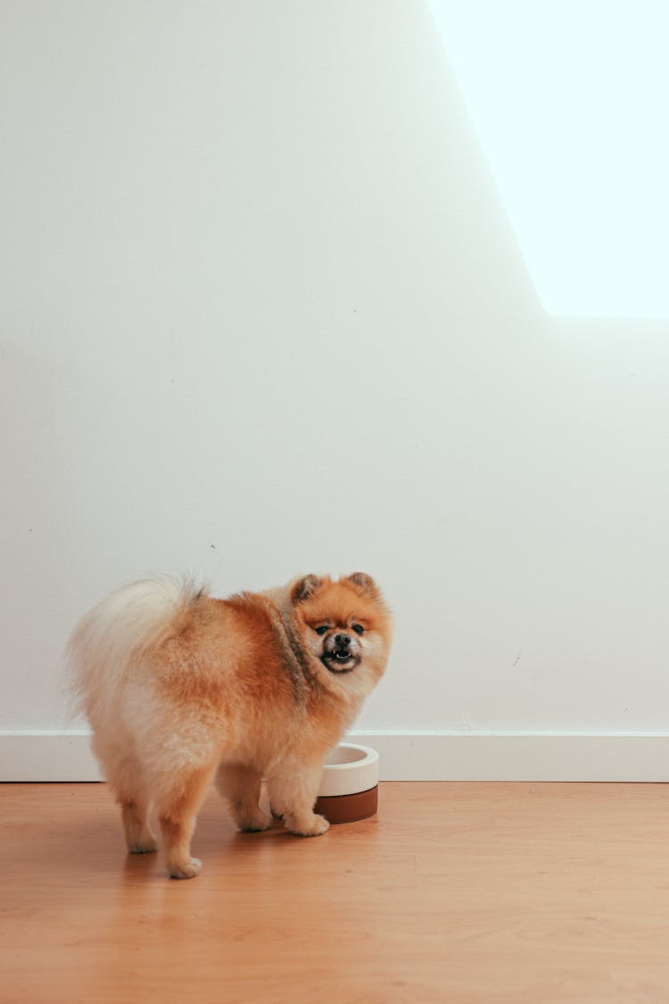 A Pomeranian Standing By A Dog Bowl Indoors