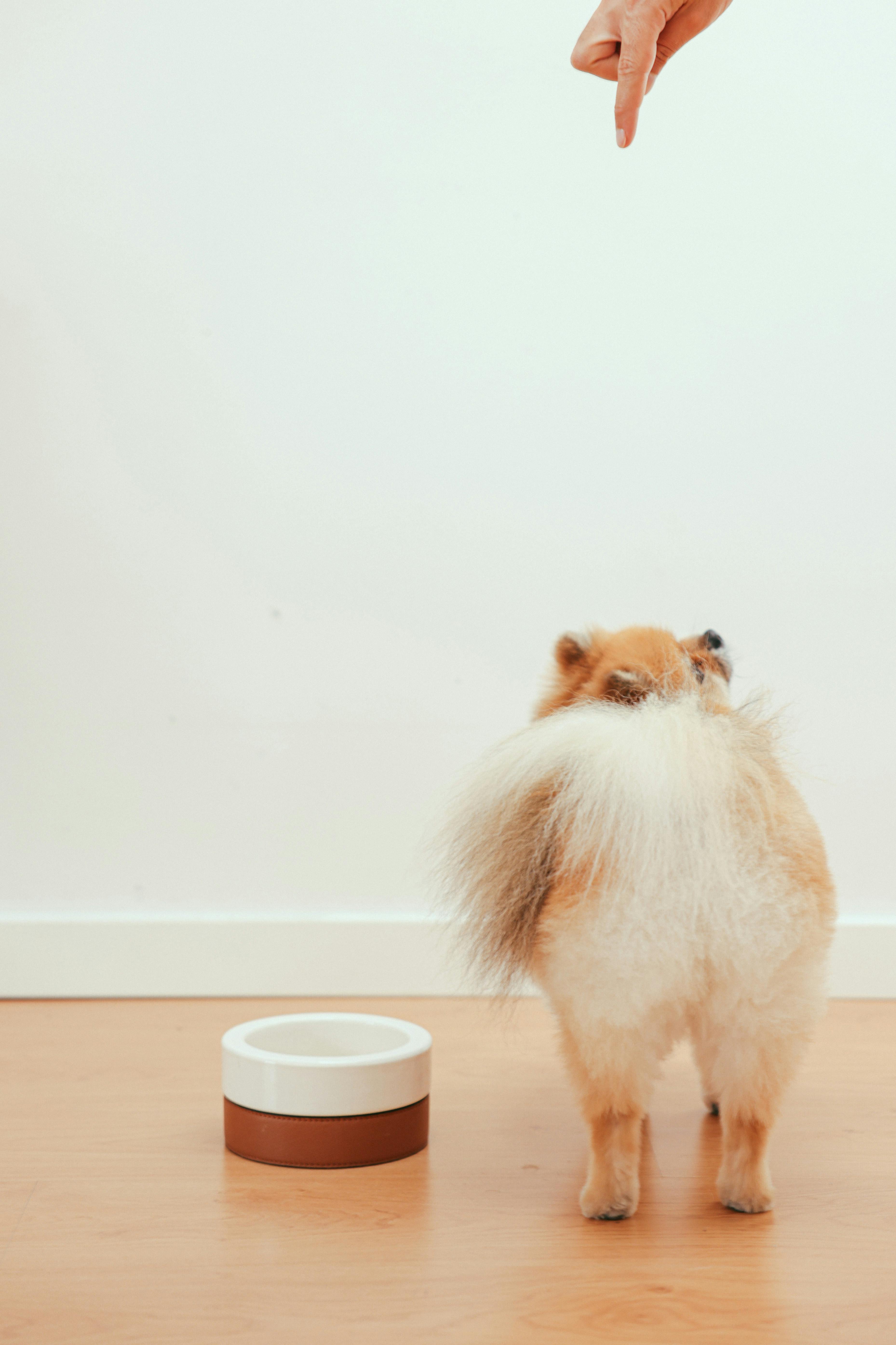 a brown pomeranian puppy being trained