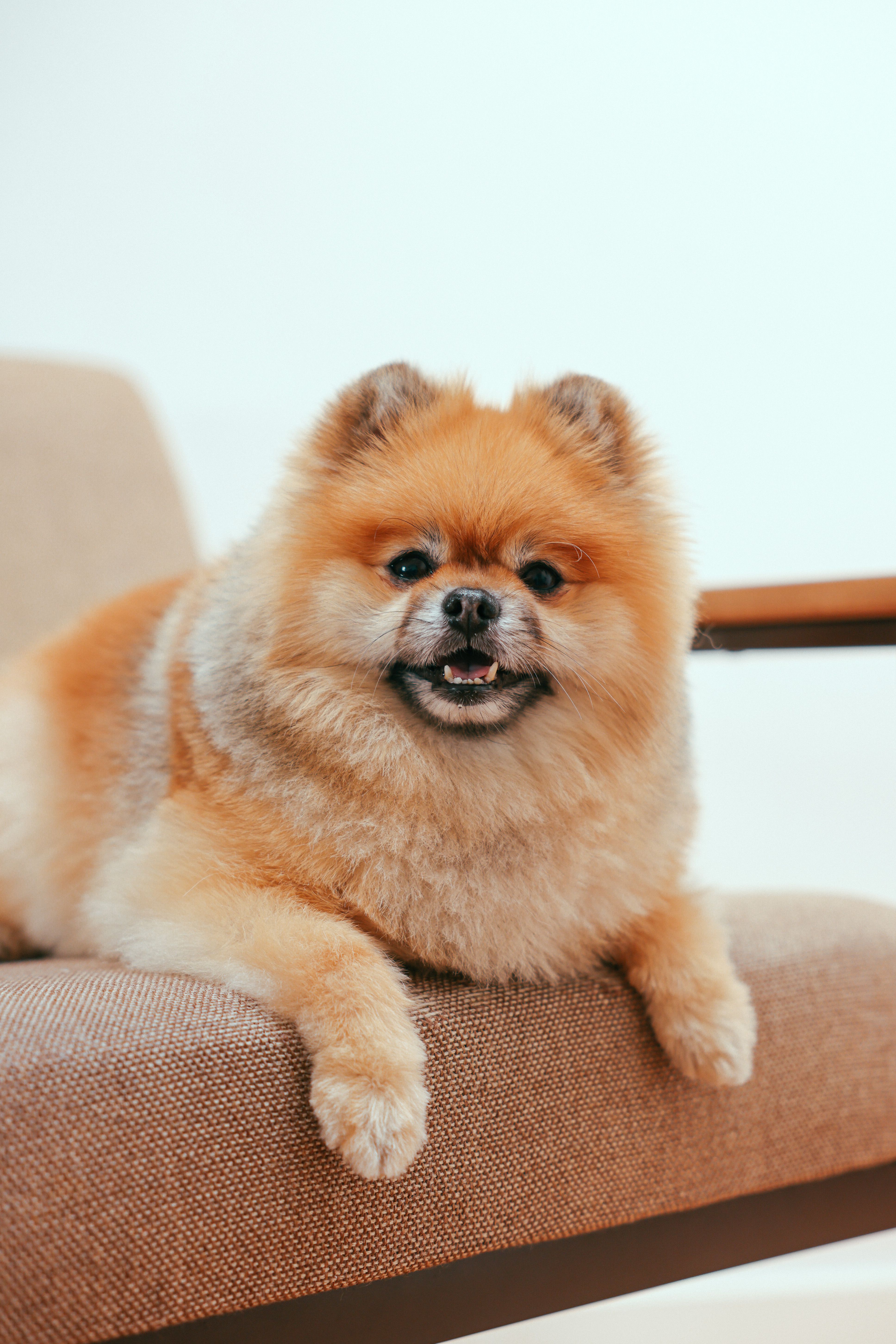 A fluffy Pomeranian dog comfortably lounging on a chair indoors. Perfect for pet lovers.