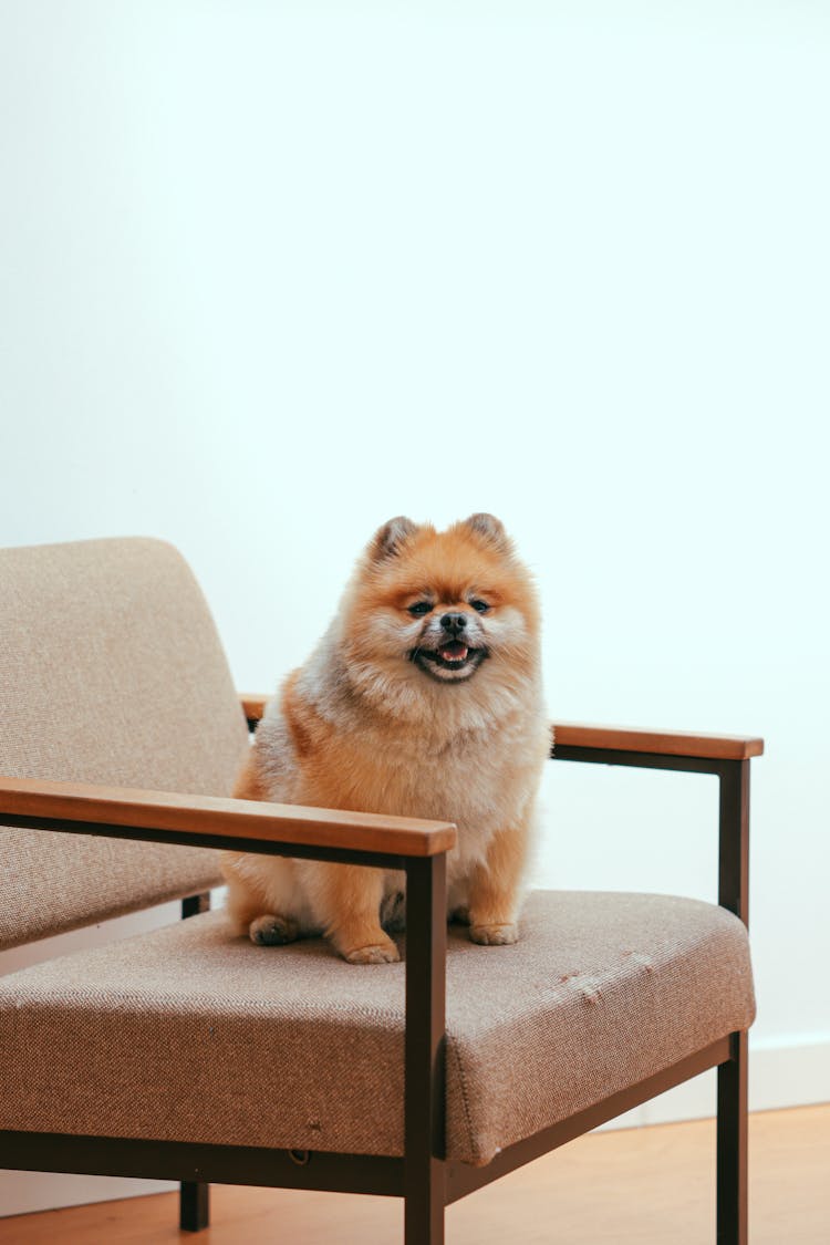 Cute Brown Dog Sitting On The Chair