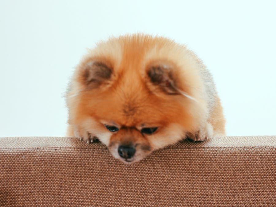 What's the shortest animal pregnancy?