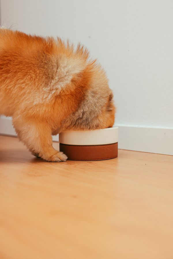 Adorable Pomeranian puppy eating from a bowl inside a cozy home.