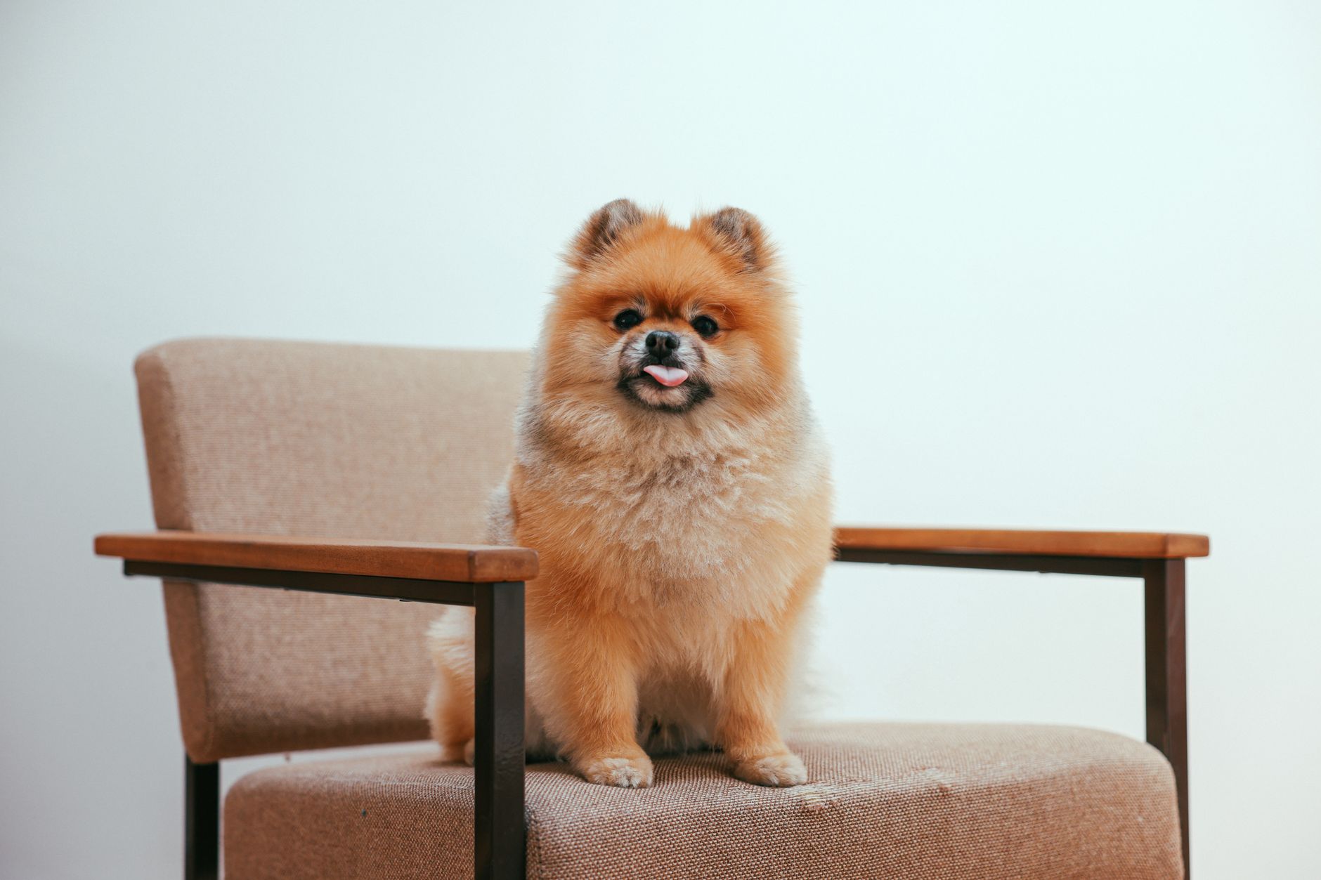 Dog Names