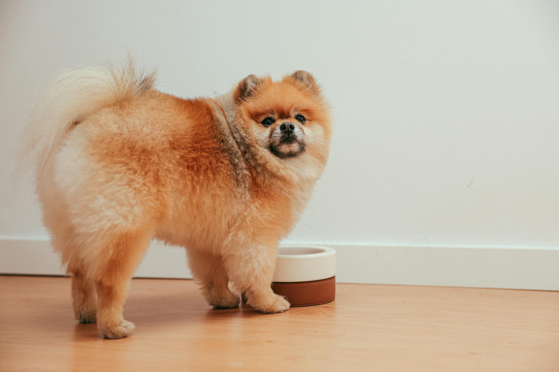 Brown Pomeranian Puppy Looking at Camera