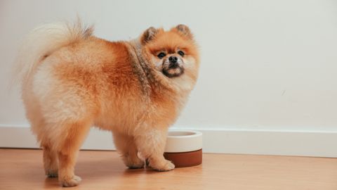 Small-Breed Dog Food: How to Compare Adult Formulas