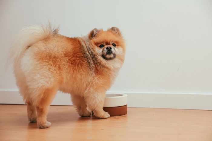 Tuna and chicken wet food
