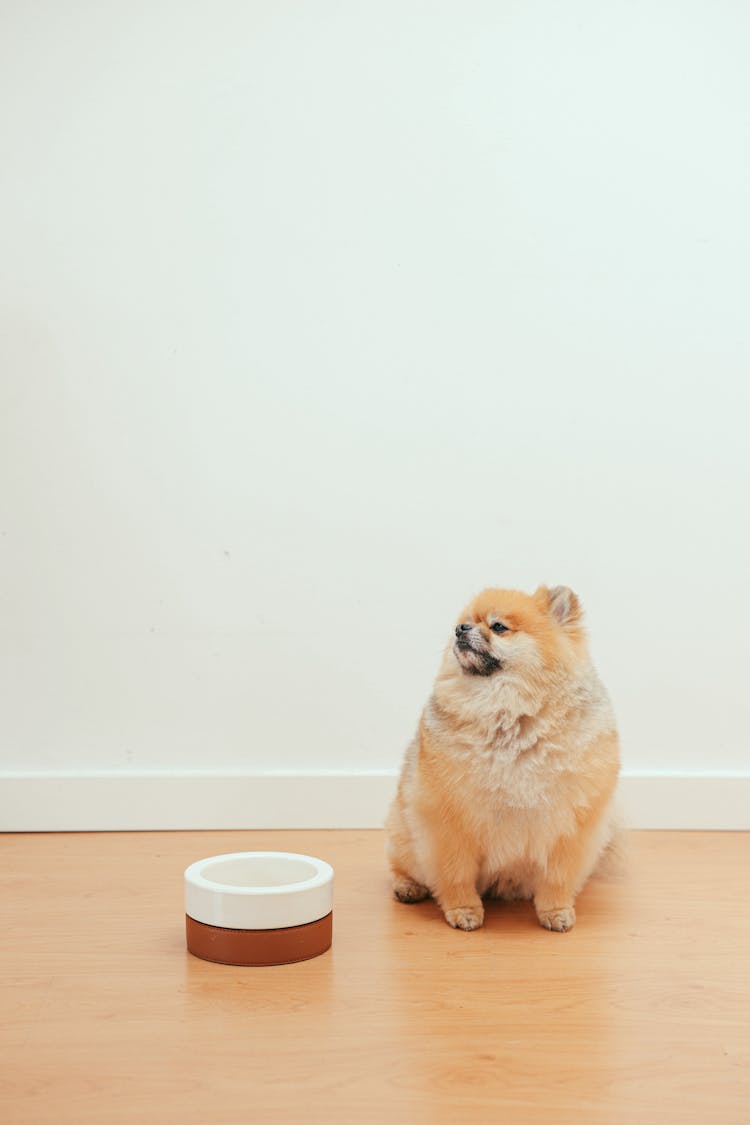 A Pomeranian Dog Beside A Dog Bowl