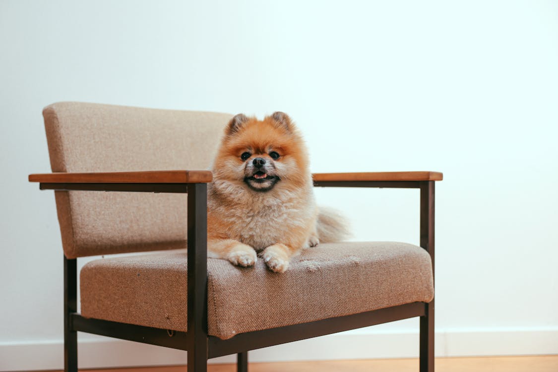 Free A Pomeranian Dog Sitting on an Armchair Stock Photo