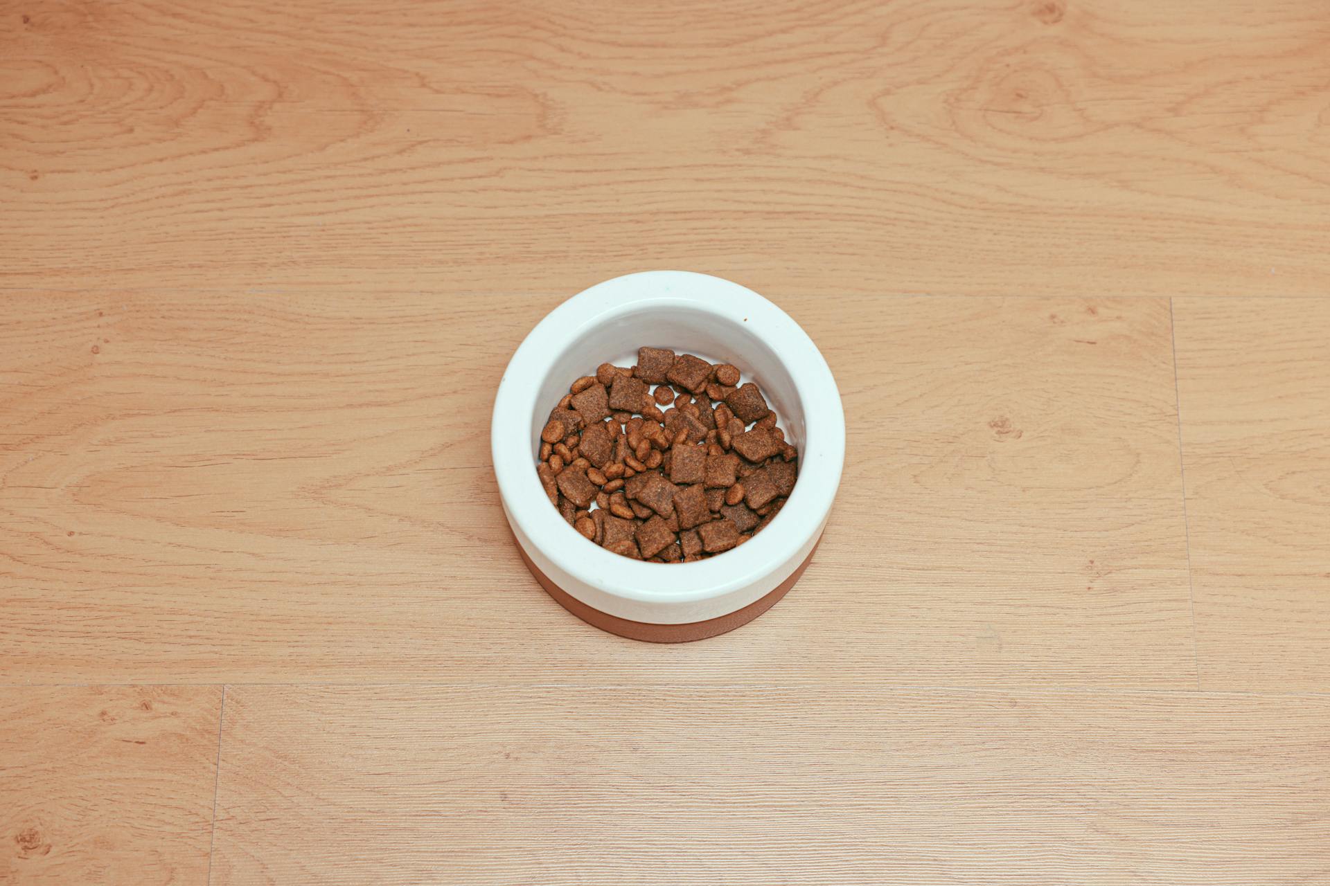 Dog Food in a Pet Bowl on a Wooden Surface