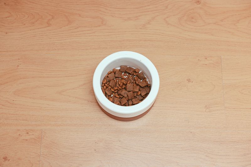 Yürüyüş sonrası çimende dinlenen bir köpek