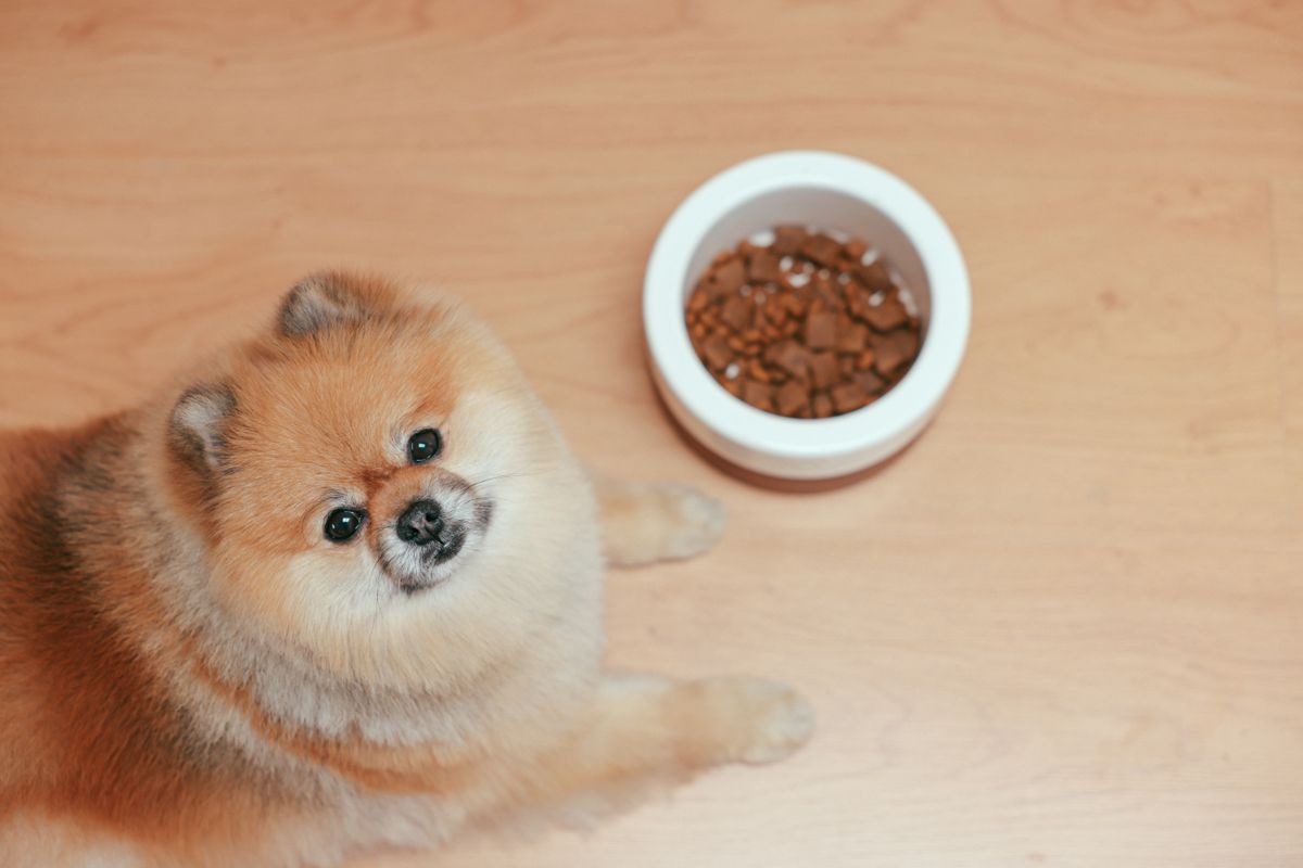 Pomeranian lying beside a full white food bowl on a wooden floor