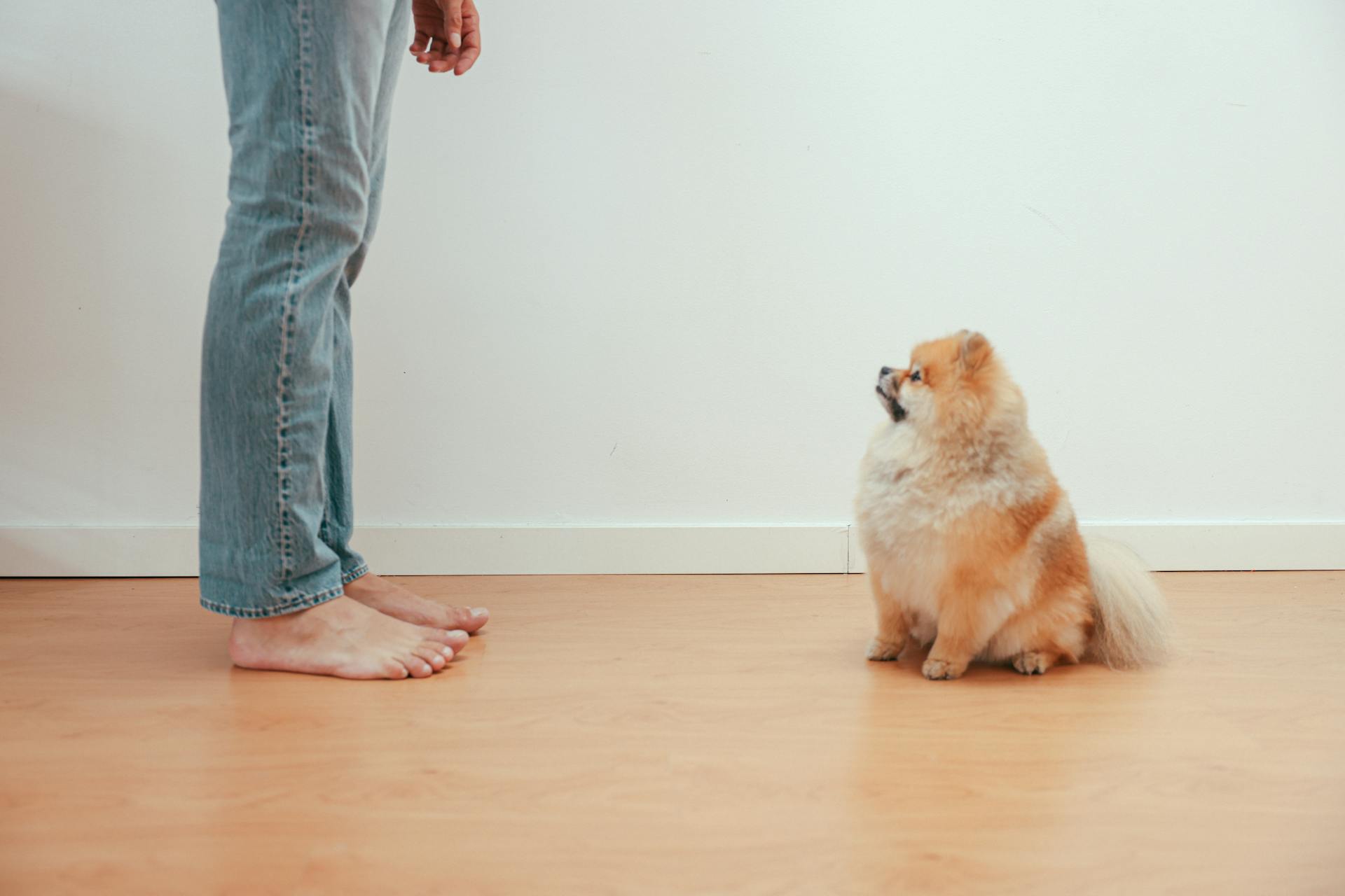 Pomeranian Dog and Man Legs