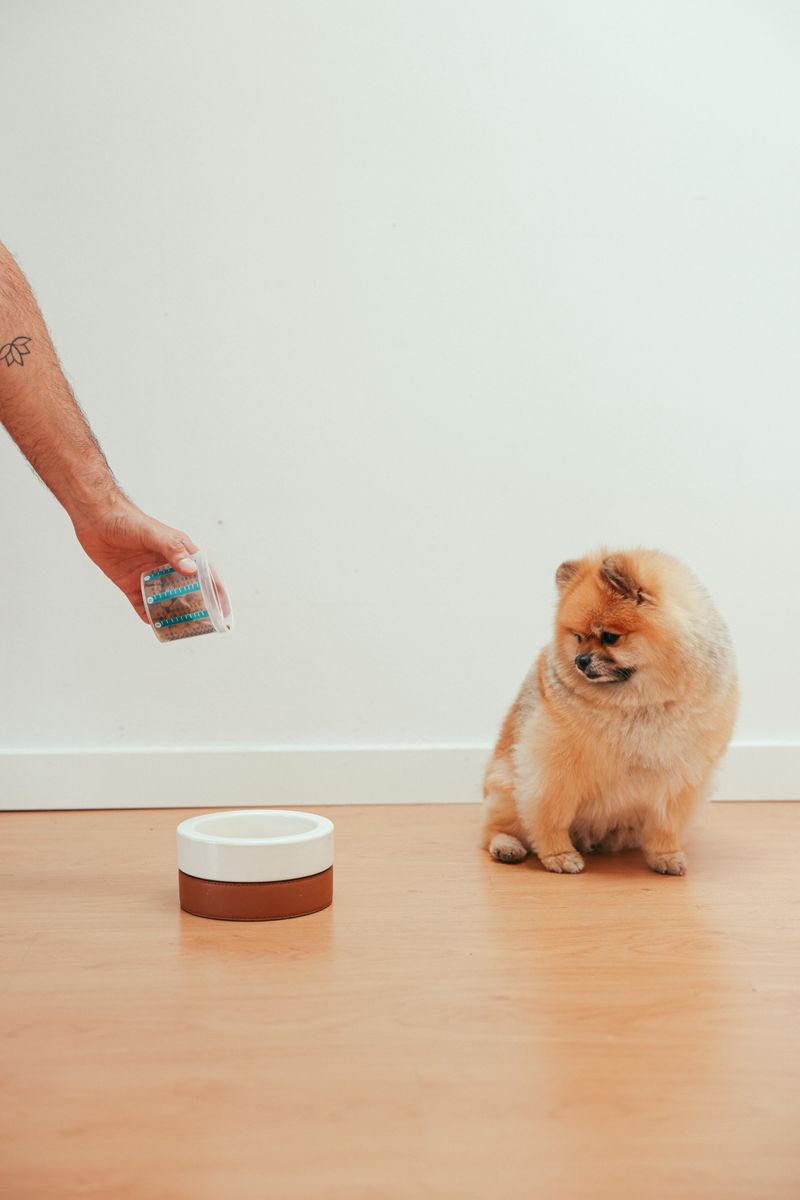 Pomeranian waiting beside a bowl while a person pours dry food from a cup