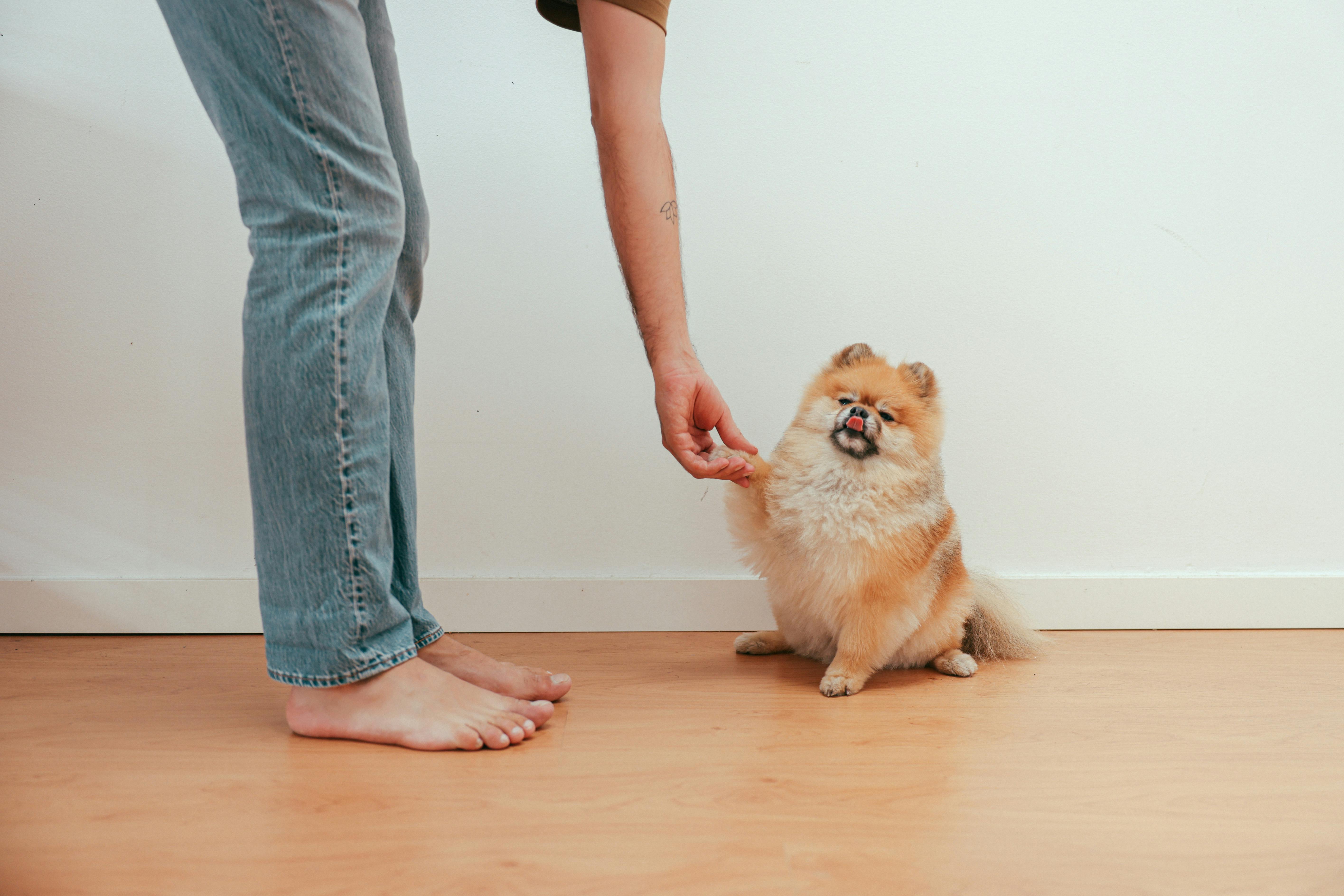 A Person in Blue Denim Jeans Holding Brown Pomeranian Dog