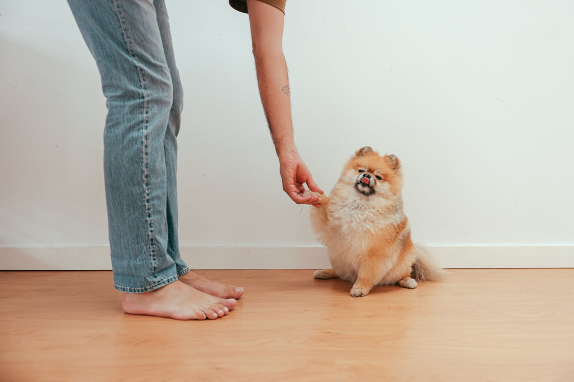 Free A Person in Blue Denim Jeans Holding Brown Pomeranian Dog Stock Photo