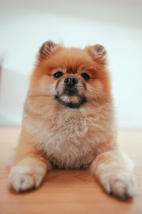 Free Close-up of a cute Pomeranian puppy lying comfortably indoors, showcasing its fluffy fur. Stock Photo