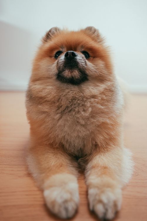 Free Cute Pomeranian dog sitting and staring on a wooden floor, showcasing its fluffy fur and curious nature. Stock Photo
