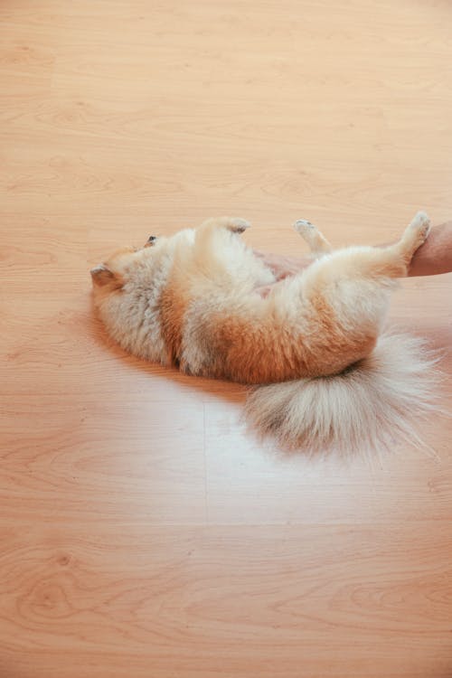 Free Person Playing with a Pomeranian Puppy on Brown Wooden Floor Stock Photo