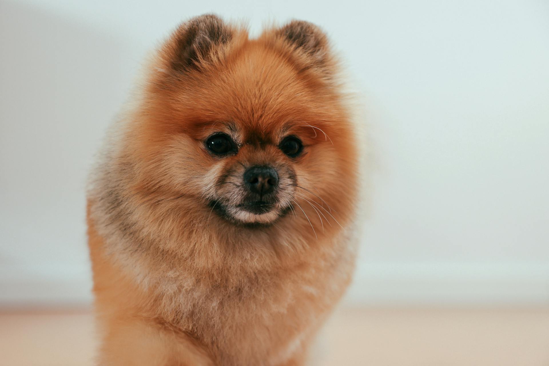 Brown Pomeranian Puppy in Close Up Photography