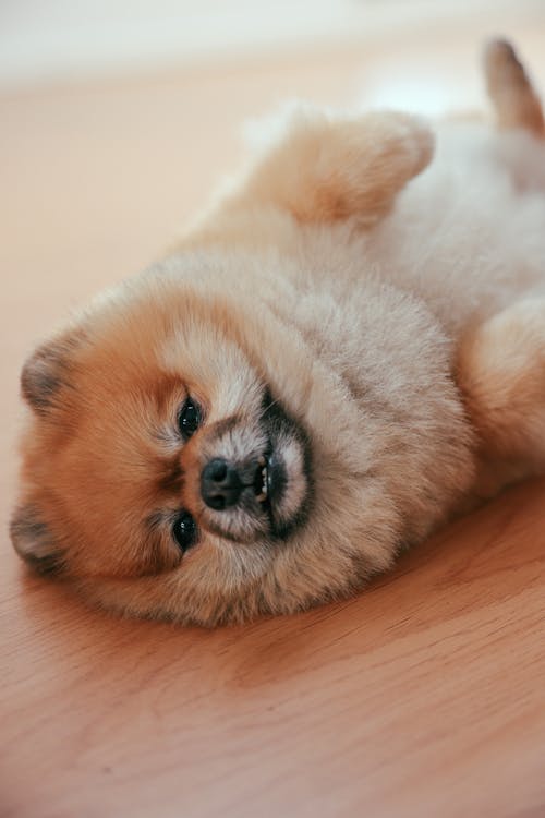 Free Cute Dog Lying on Wooden Floor Stock Photo