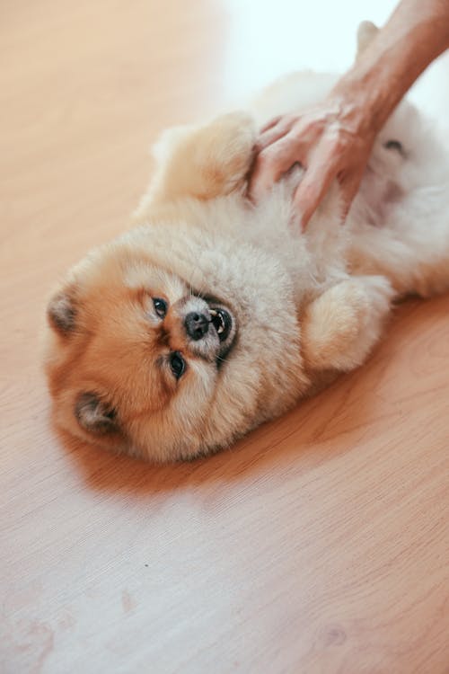 Free Person Playing with Brown Pomeranian Puppy  Stock Photo