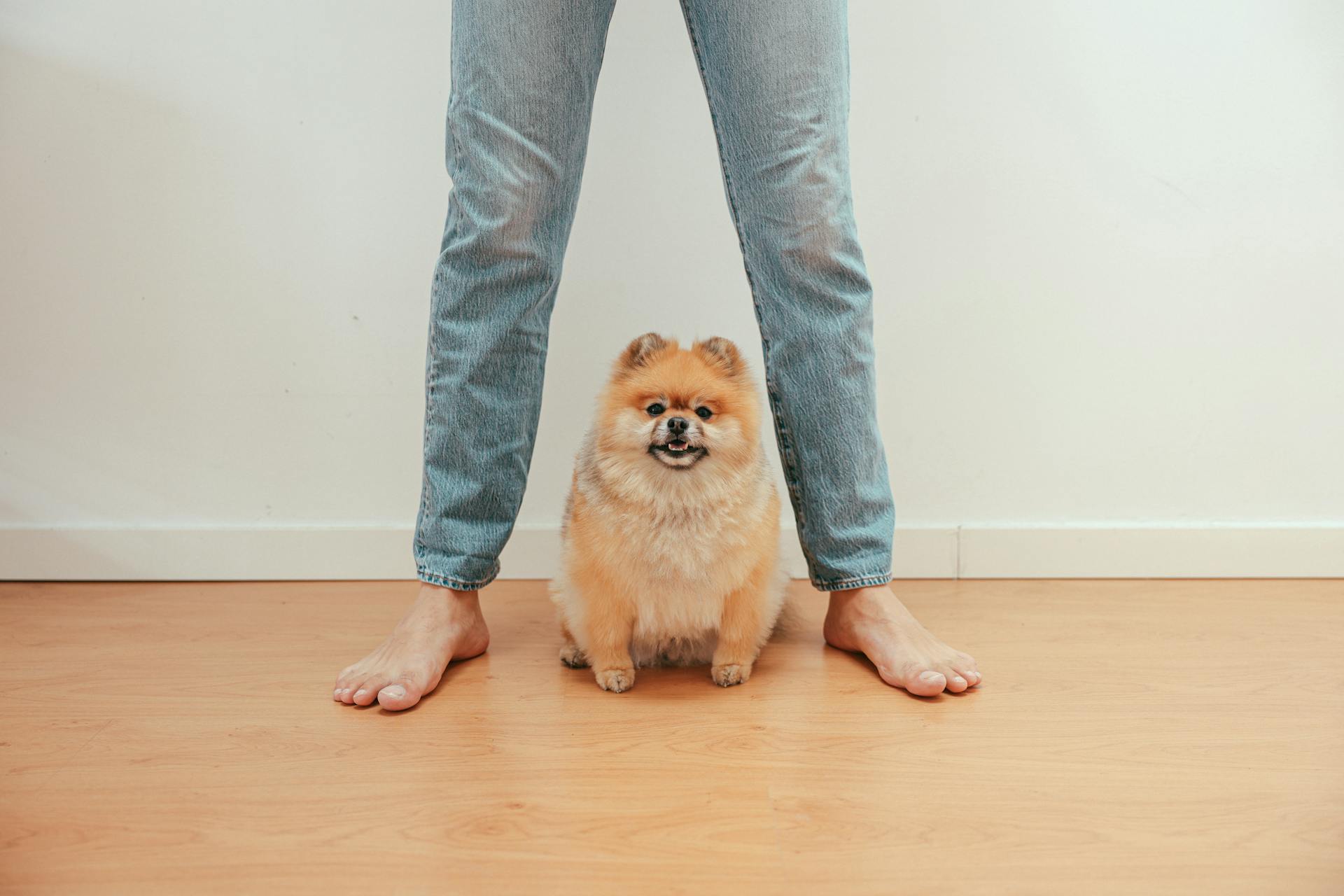 A Pomeranian Dog Sitting under a Person Wearing Denim Pants