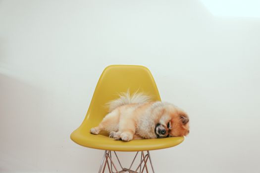 A fluffy Pomeranian dog peacefully sleeping on a modern yellow chair indoors.