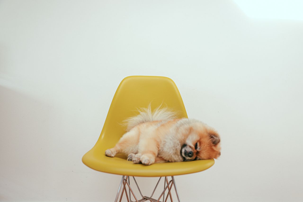 a fluffy pomeranian dog peacefully sleeping on a modern yellow chair i