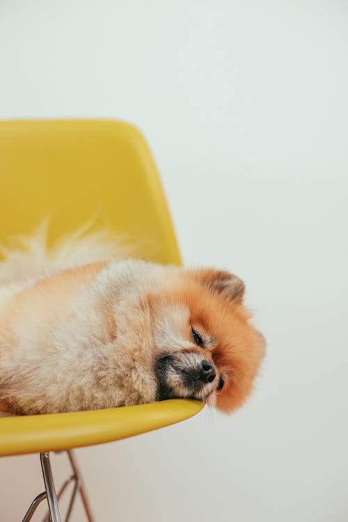 Free Pomeranian Dog Sleeping on Yellow Chair Stock Photo