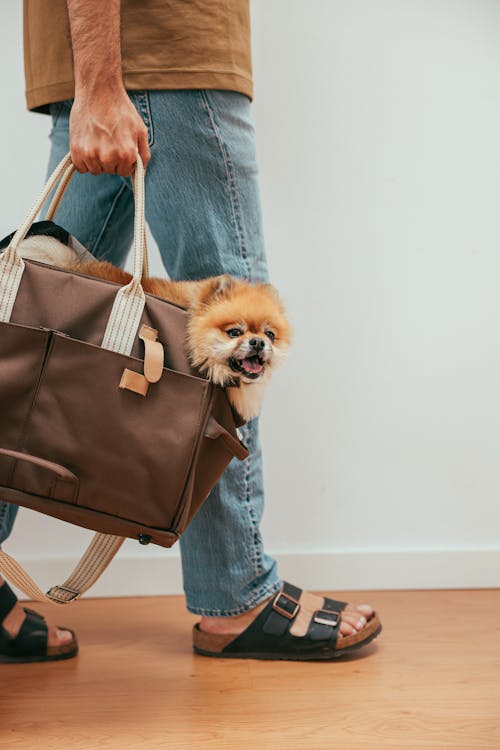 Person Carrying a Brown Pomeranian Puppy Inside a Brown Bag