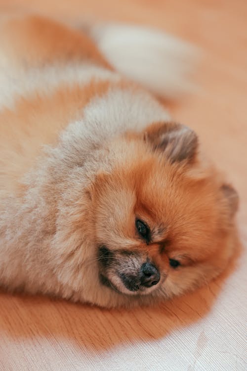 Free A Pomeranian Dog Lying on Wooden Floor Stock Photo