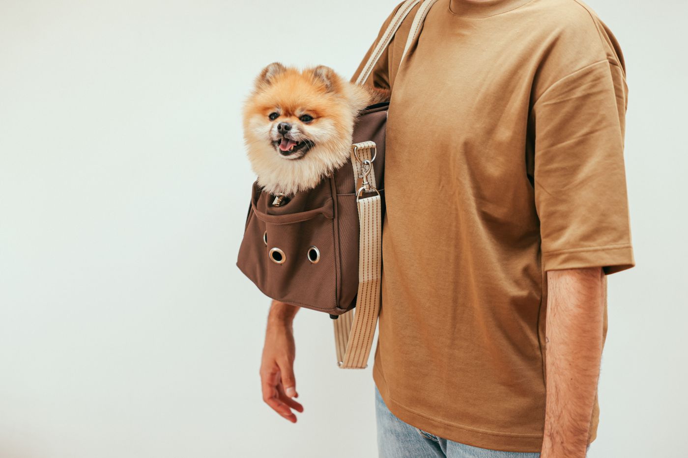 Pomeranian resting in a soft-sided wearable pet carrier bag