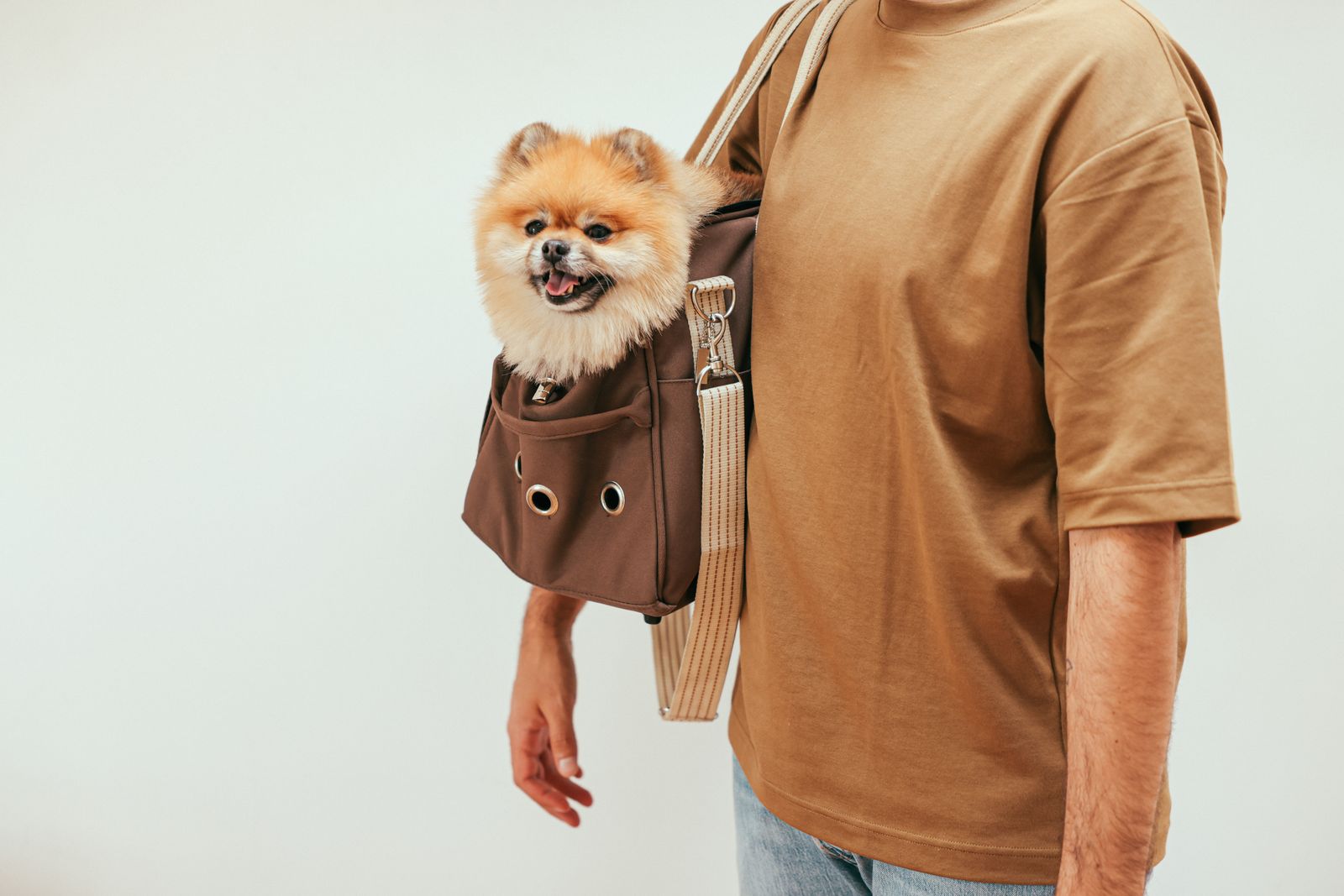 Small dog traveling inside a comfortable pet carrier bag