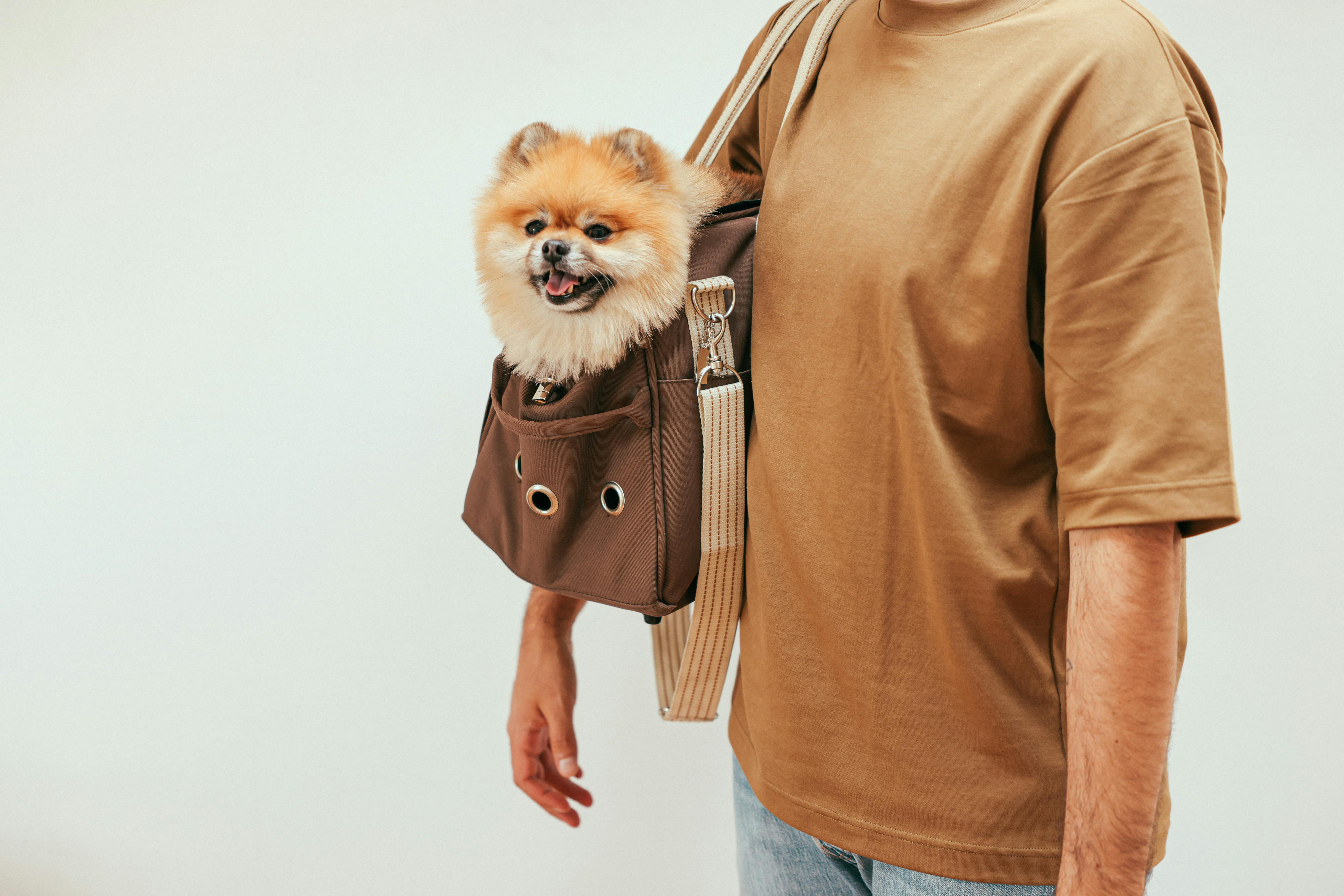 When this is the only bag your dog will go in🙄 : r/Pomeranians