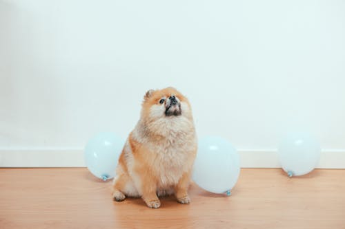 A Curious Pomeranian Puppy Looking Up  