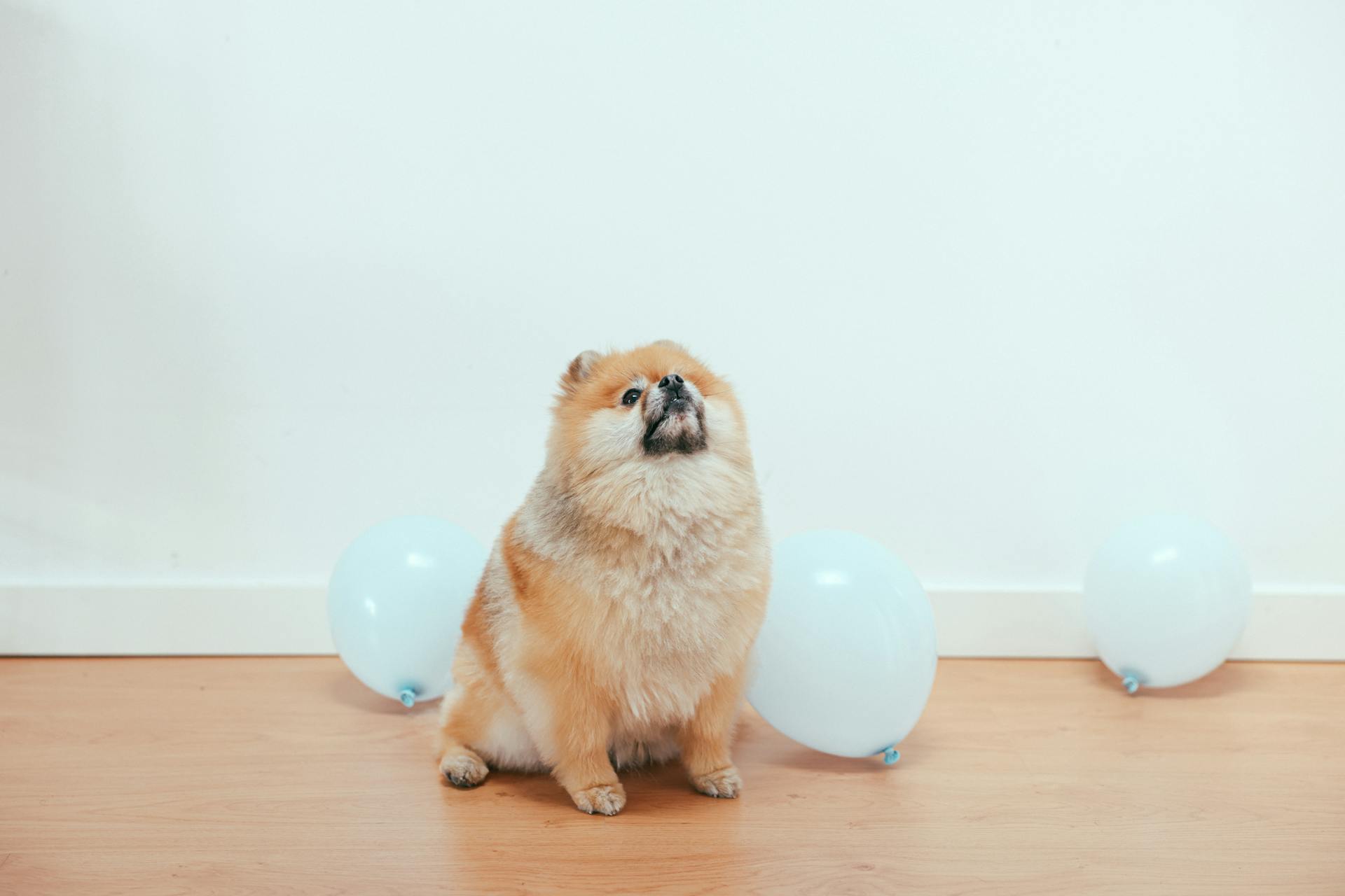 Een nieuwsgierige Pomeranian-puppy die omhoog kijkt