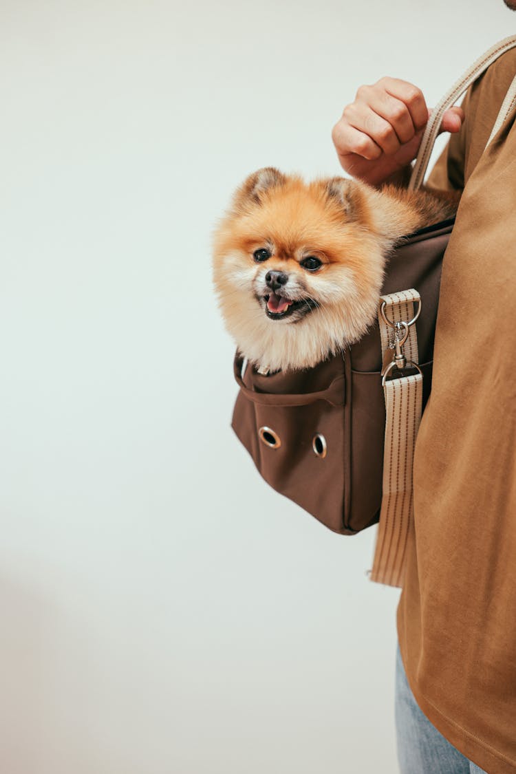 Person Carrying A Brown Pomeranian Puppy Inside A Brown Bag