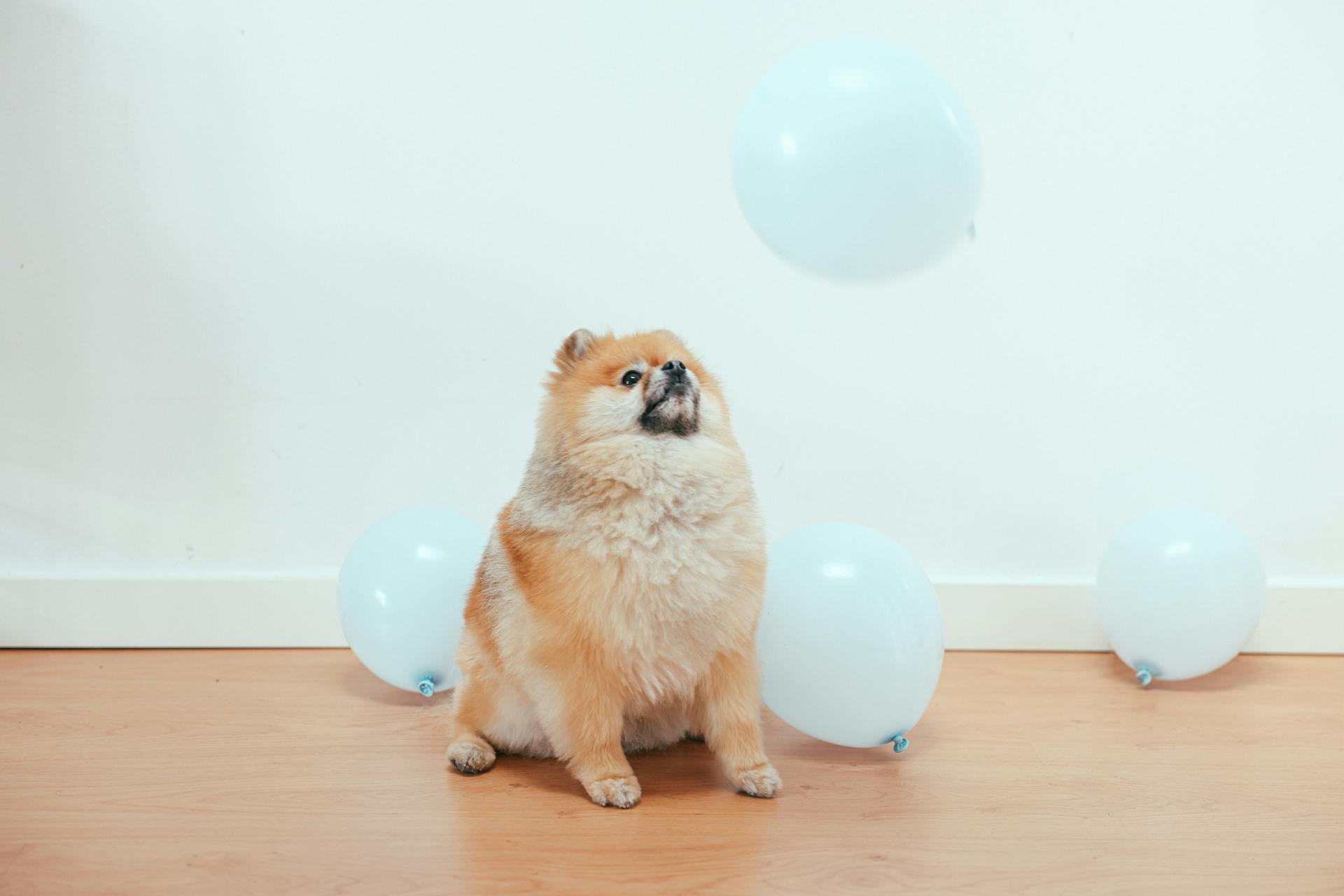 A Curious Brown Pomeranian Puppy Looking at a White Balloon