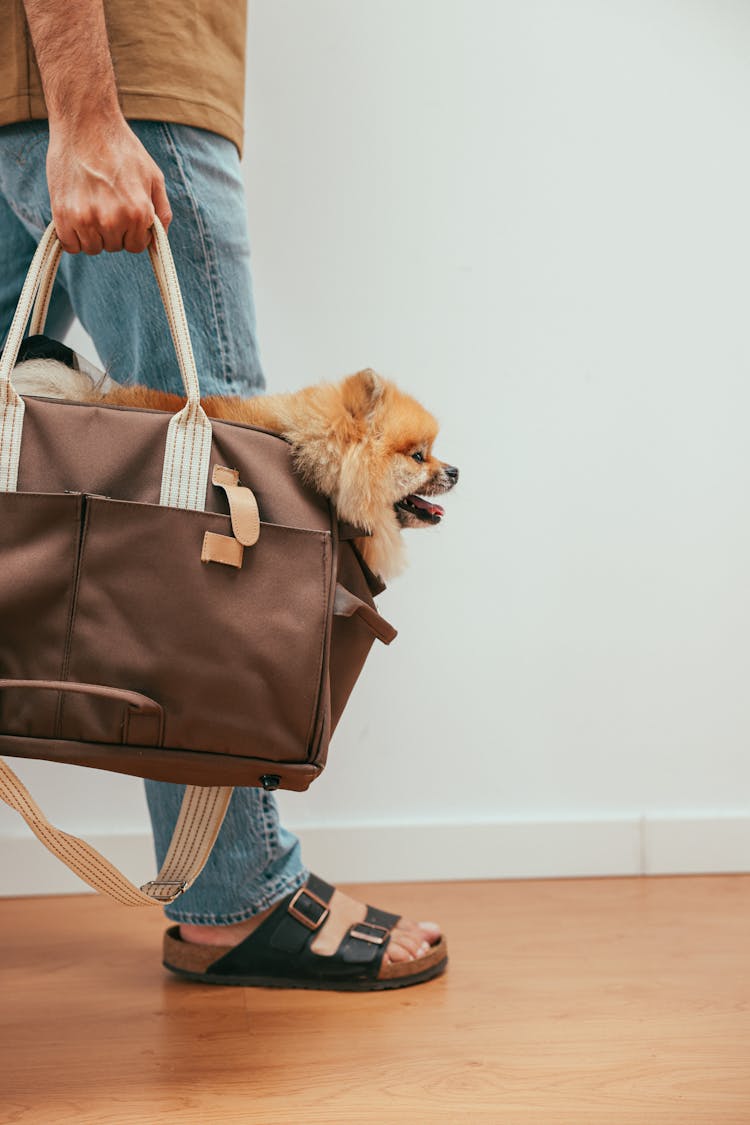 Person Carrying A Brown Pomeranian Puppy Inside A Brown Bag