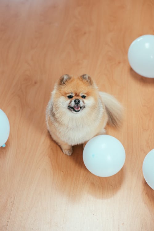 Foto profissional grátis de animal, animal de estimação, balões