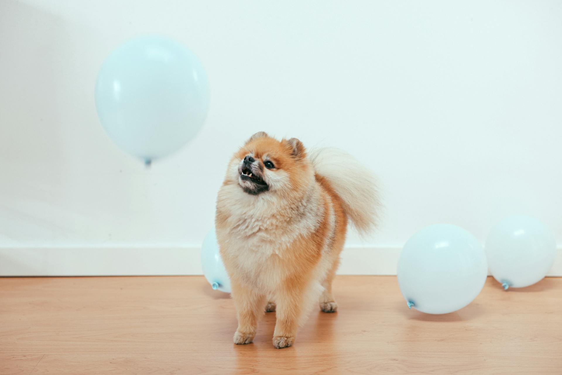 Een merkwaardige bruine pomeranian puppy die naar een witte ballon kijkt