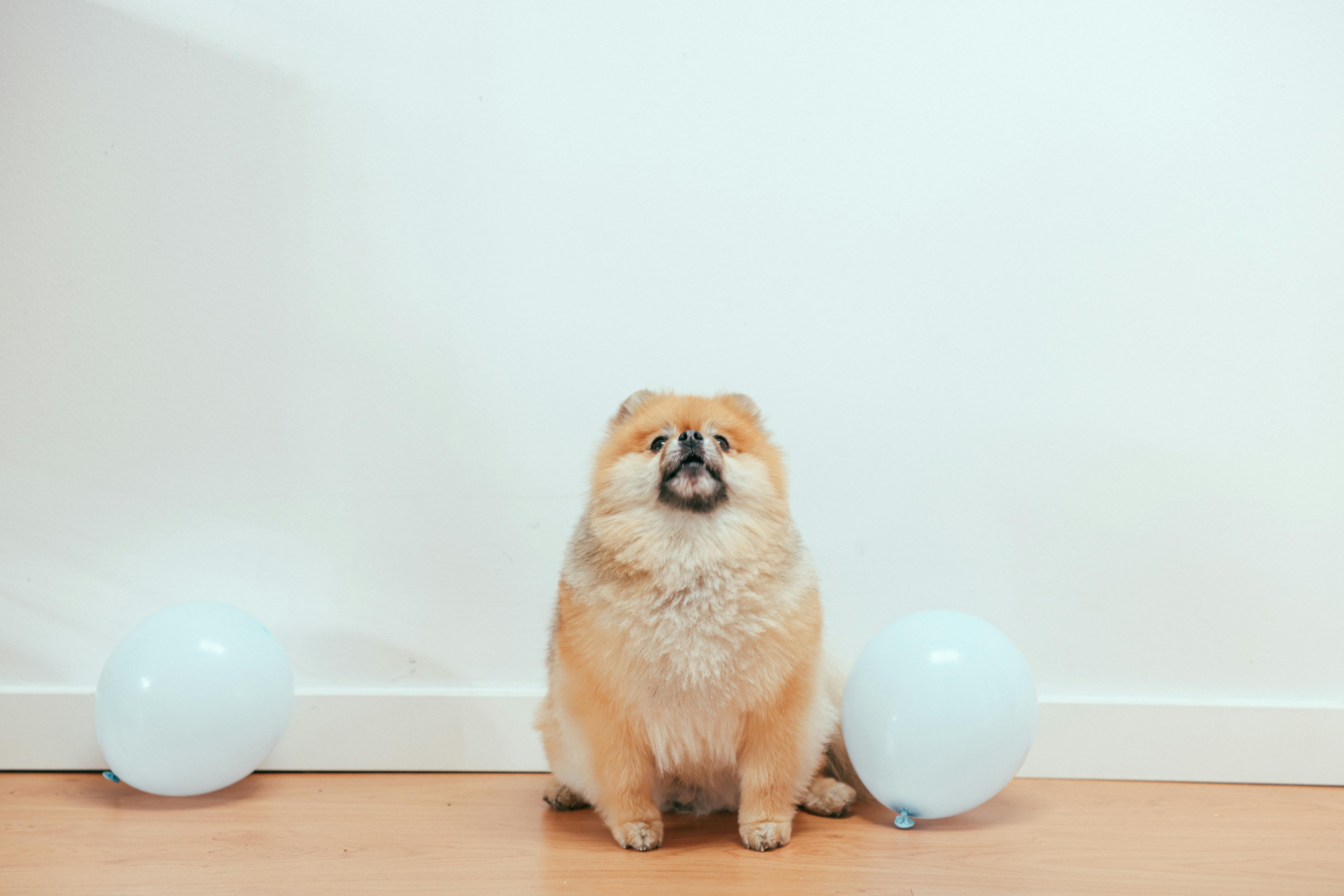 Cute dog sitting under the table · Free Stock Photo