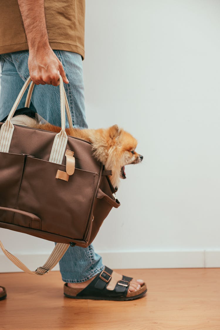 Person Carrying A Brown Pomeranian Puppy Inside A Brown Bag