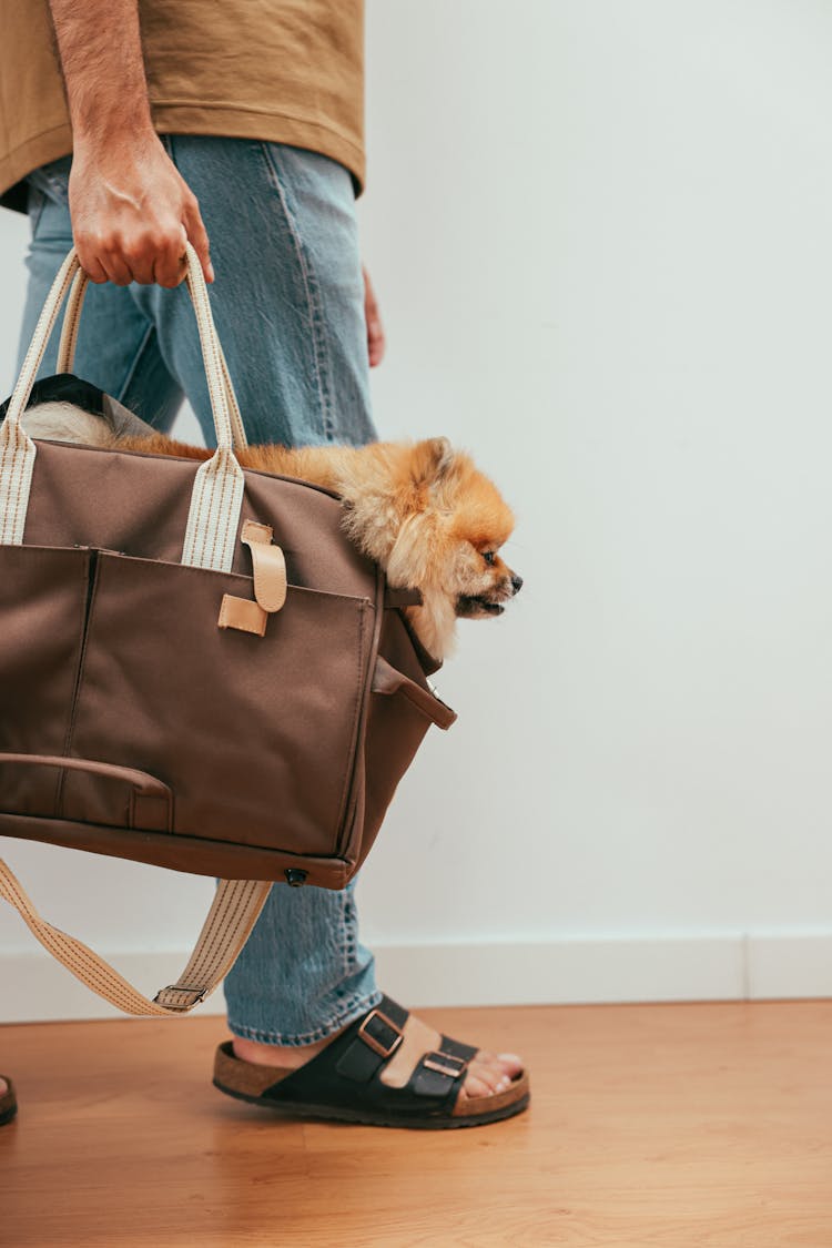 Person Carrying Brown Bag With Pomeranian Dog