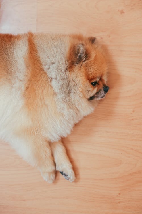 Brown Pomeranian Lying Down on Brown Wooden Floor