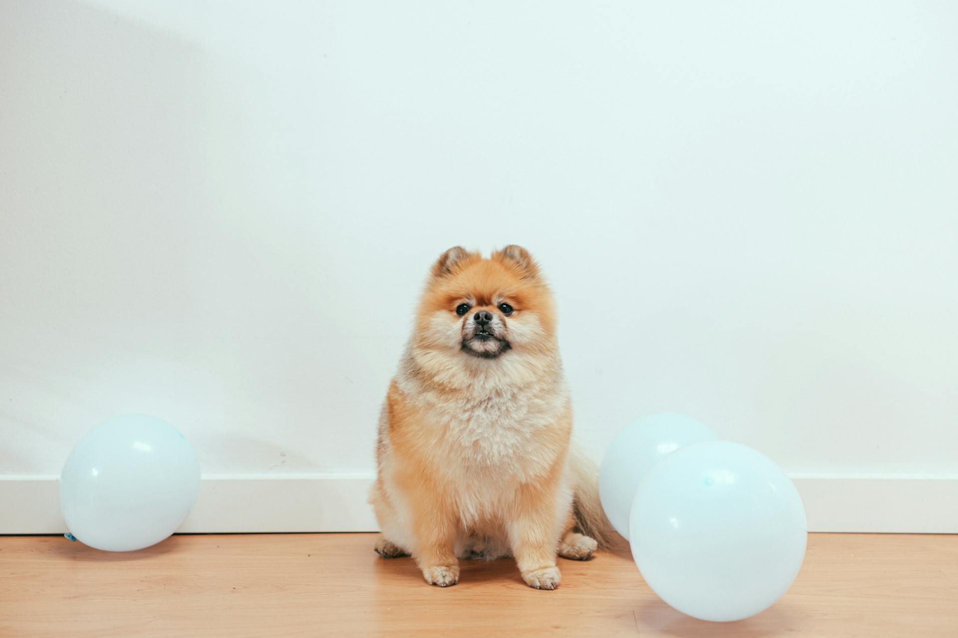 En brun Pomeranian-valp som sitter bredvid vita ballonger