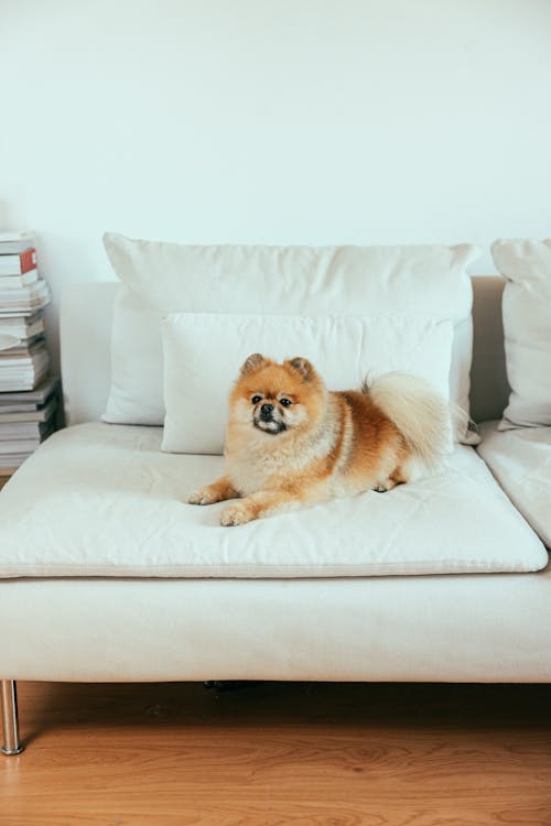 Free A Pomeranian on a White Couch Stock Photo