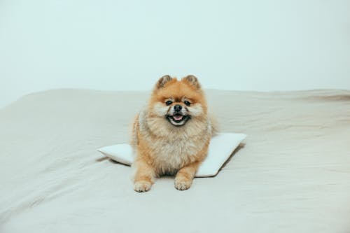 Free Brown Pomeranian Puppy on White Pillow Stock Photo