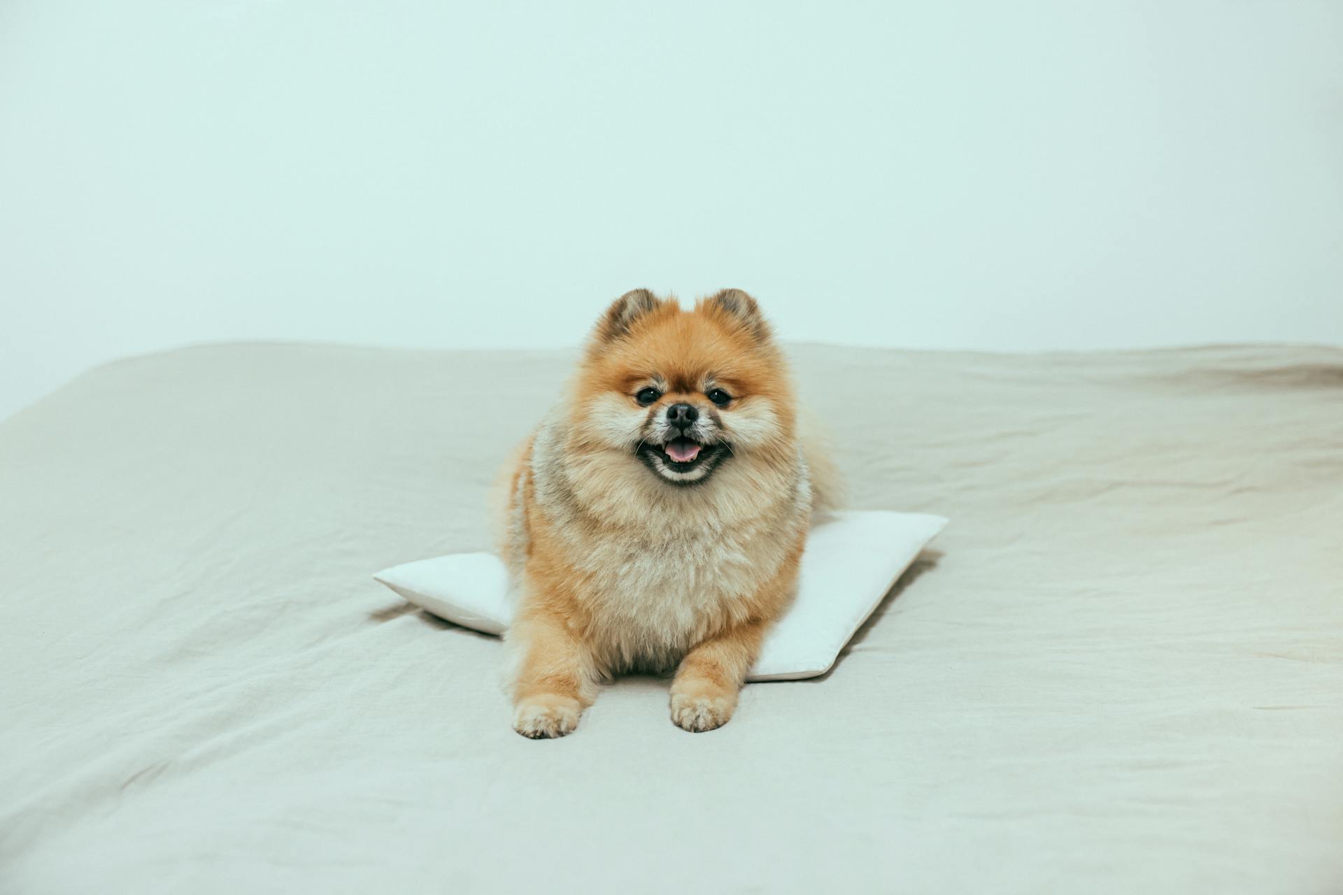 Brown Pomeranian Puppy on White Pillow