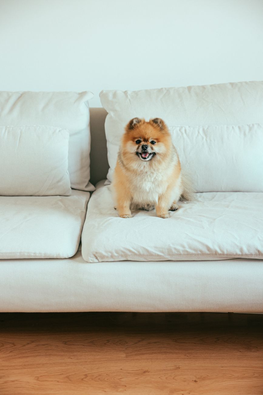 Small dog curled on a sofa at home